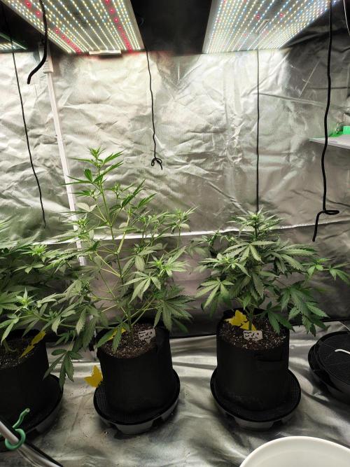 Son of a Mich. Week 4