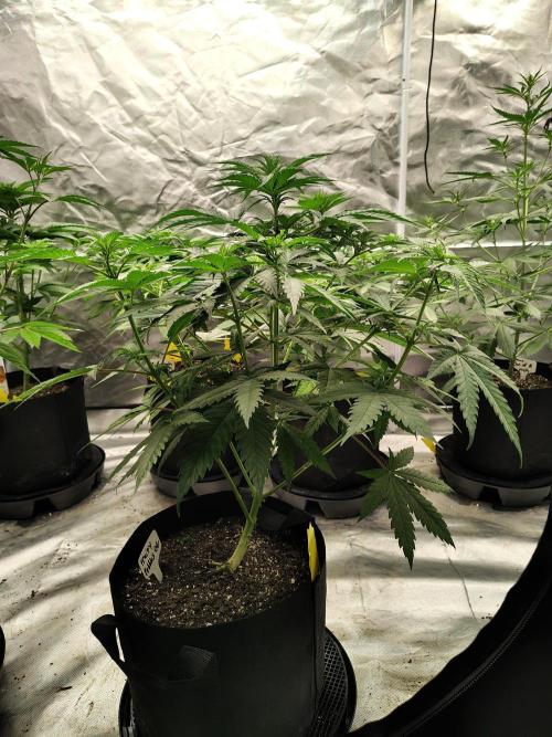Fruity Pebbles OG. Week 6