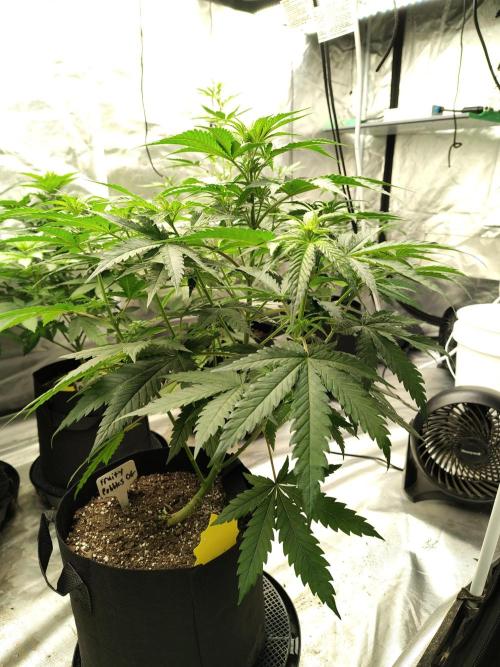 Fruity Pebbles OG. Week 6
