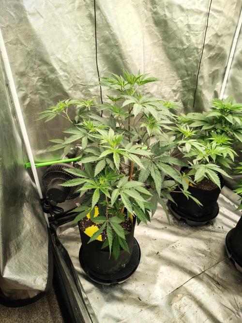 The Spice F3. Week 6