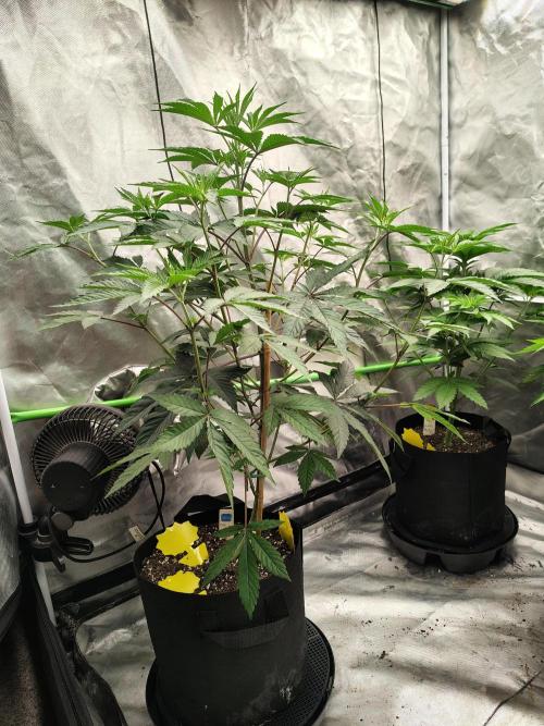 The Spice F3. Week 6
