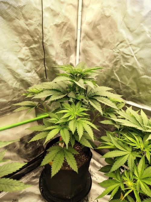 Zoap Rose. Week 6