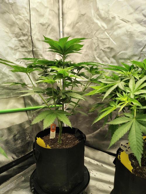 Zoap Rose. Week 6