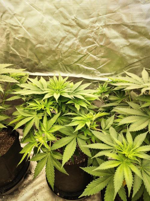 Durga Mata. Week 6