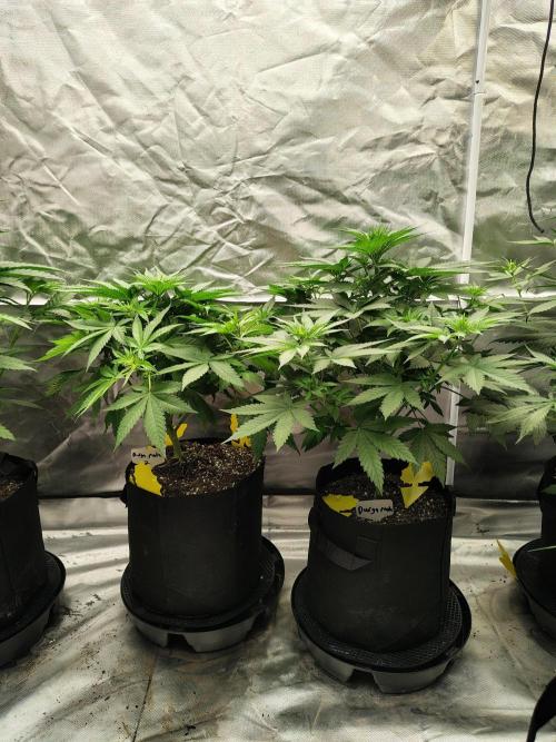 Durga Mata. Week 6