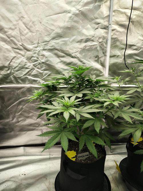 Durga Mata. Week 6
