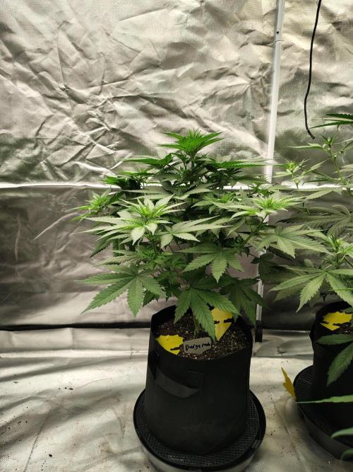Durga Mata. Week 6
