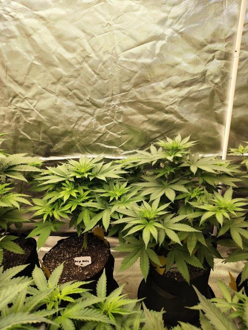 Durga Mata. Week 6