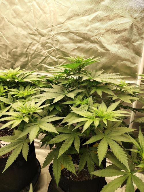 Durga Mata. Week 6
