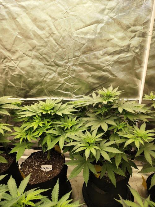 Durga Mata. Week 6