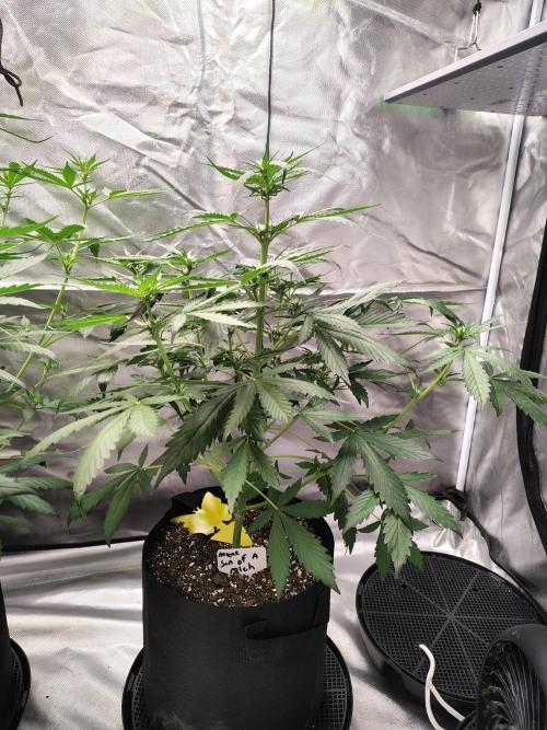 Son of a Mich. Week 4