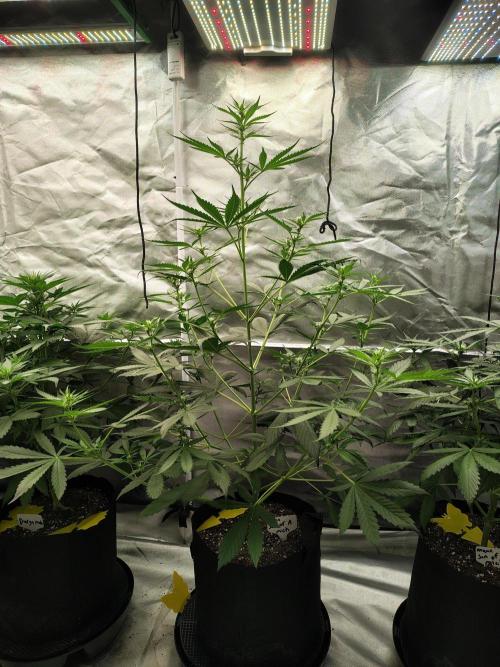 Son of a Mich. Week 4