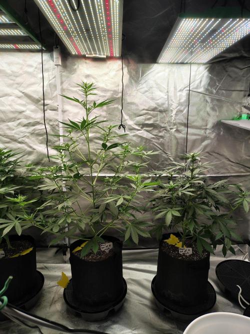Son of a Mich. Week 4