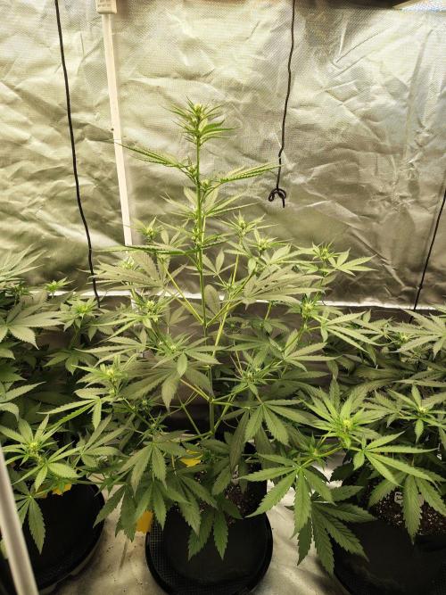 Son of a Mich. Week 4