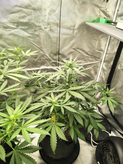 Son of a Mich. Week 4
