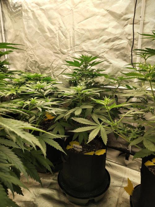 Durga Mata. Week 6