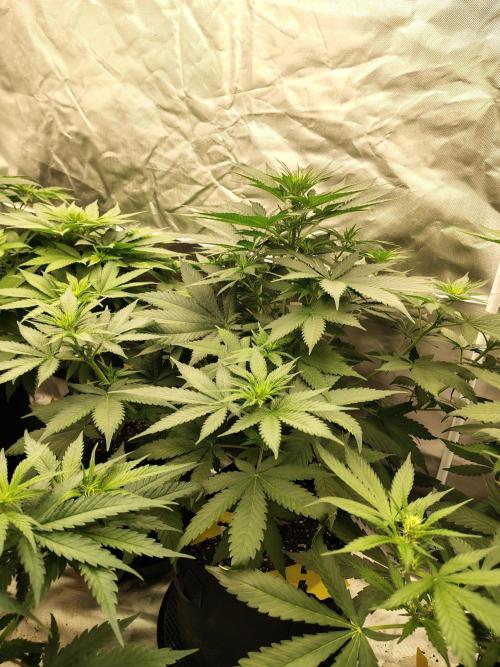 Durga Mata. Week 6