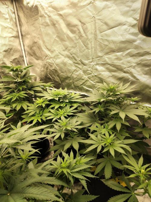 Durga Mata. Week 6