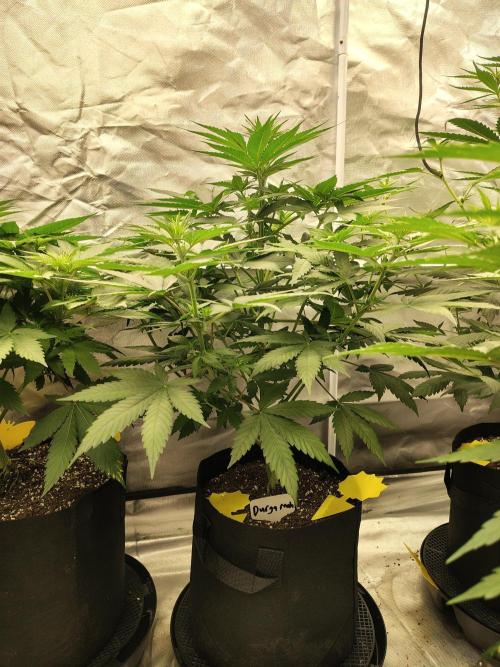 Durga Mata. Week 6