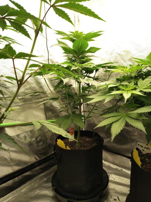Zoap Rose. Week 6