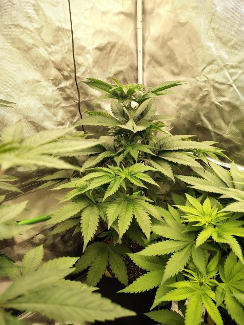 Zoap Rose. Week 6