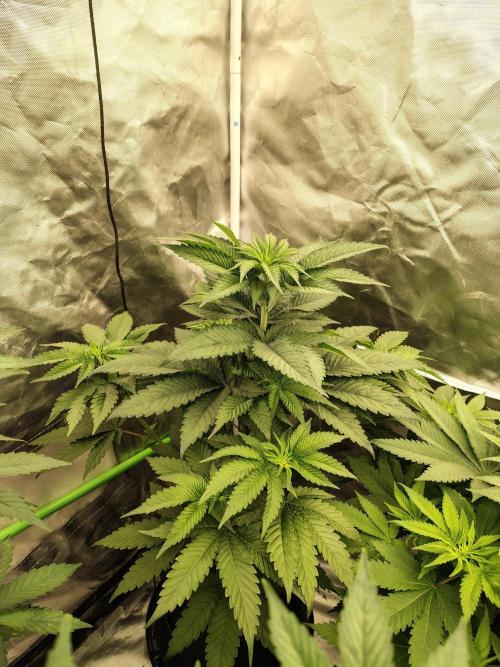 Zoap Rose. Week 6