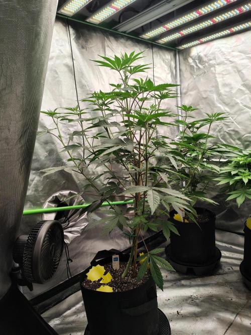 The Spice F3. Week 6