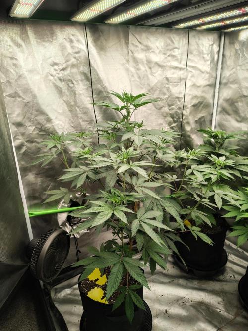 The Spice F3. Week 6