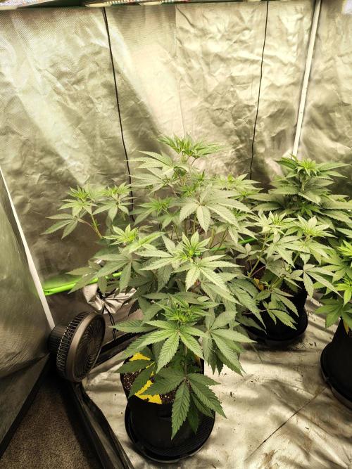 The Spice F3. Week 6