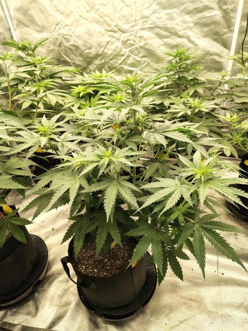 The Spice F3. Week 6