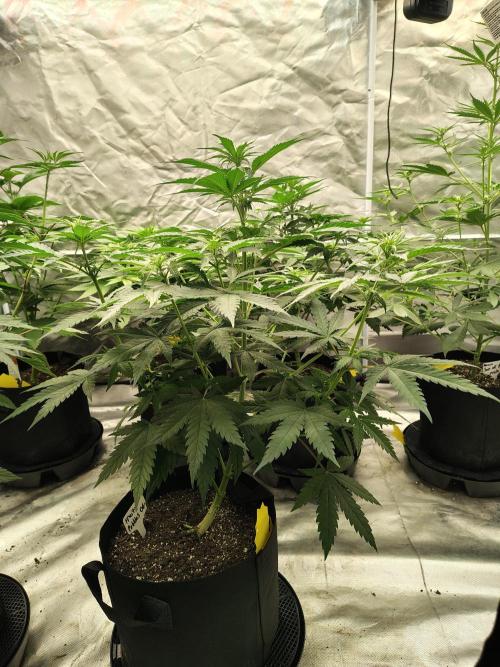 Fruity Pebbles OG. Week 6