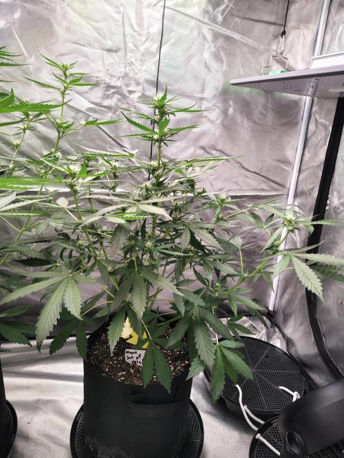 Son of a Mich. Week 5