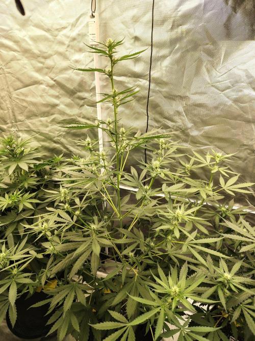 Son of a Mich. Week 5