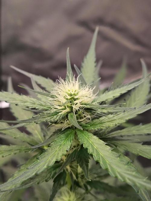 Son of a Mich. Week 5
