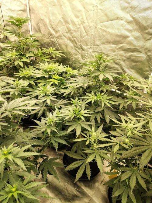 Durga Mata. Week 7