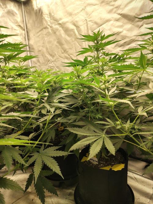 Durga Mata. Week 7