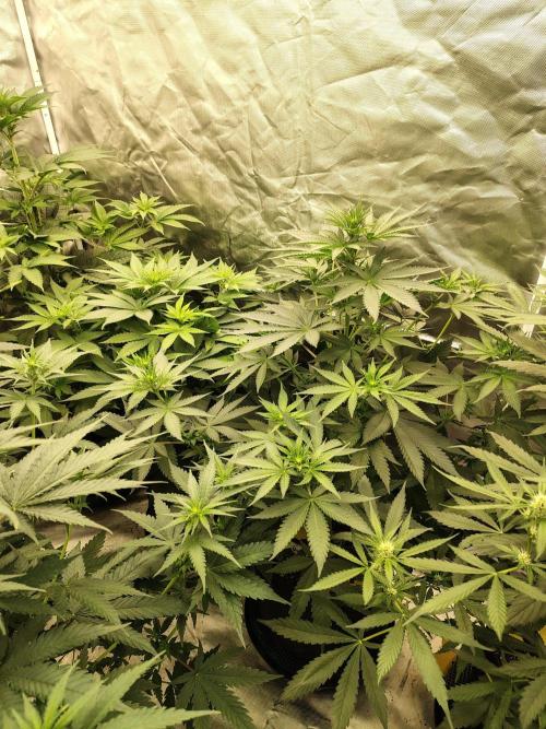 Durga Mata. Week 7