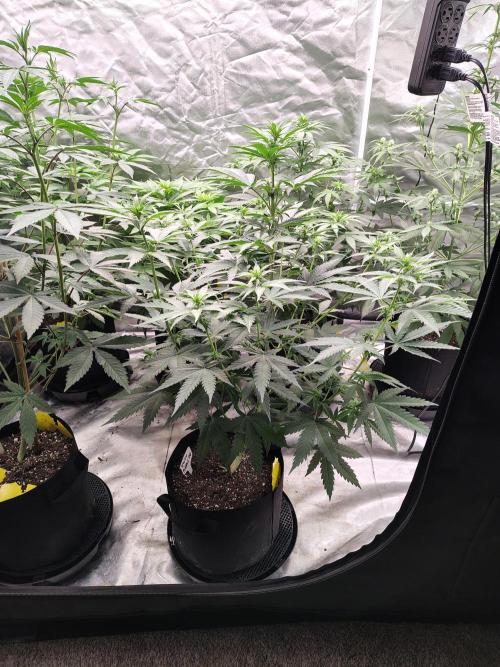 Fruity Pebbles OG. Week 7