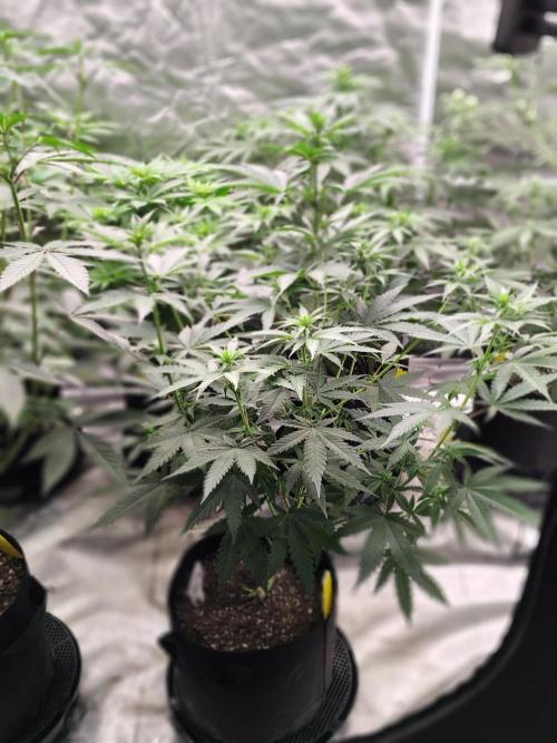 Fruity Pebbles OG. Week 7