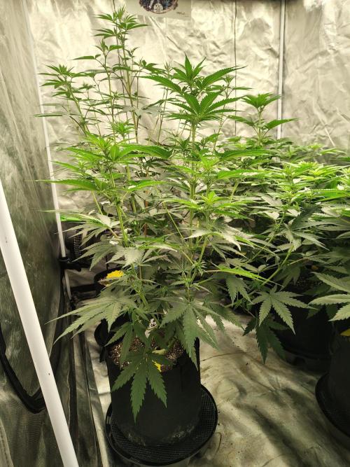 Fruity Pebbles OG. Week 7