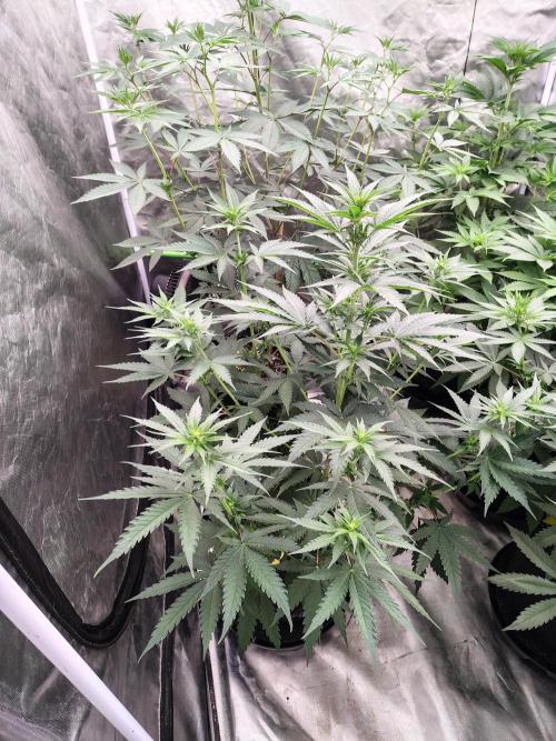 Fruity Pebbles OG. Week 7