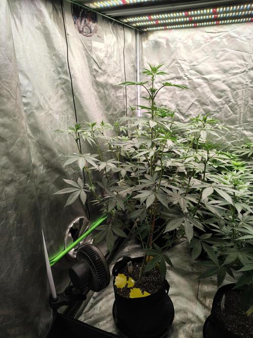 The Spice F3. Week 7