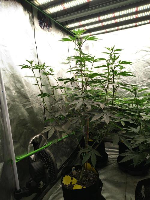 The Spice F3. Week 7