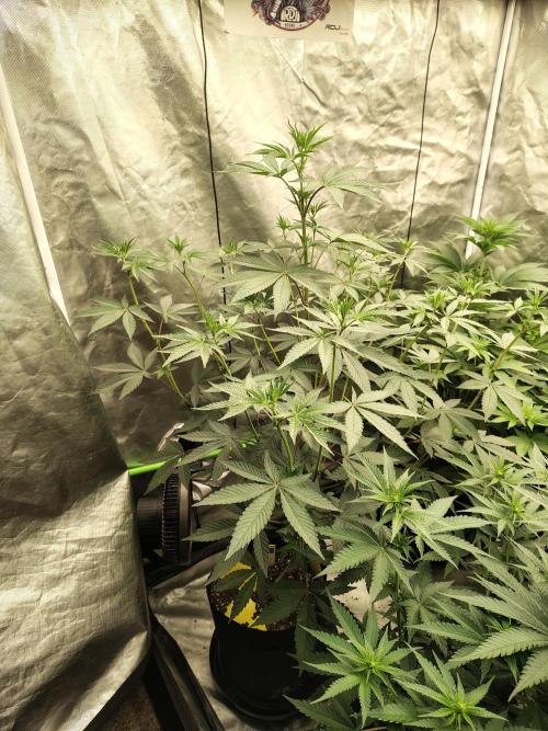 The Spice F3. Week 7