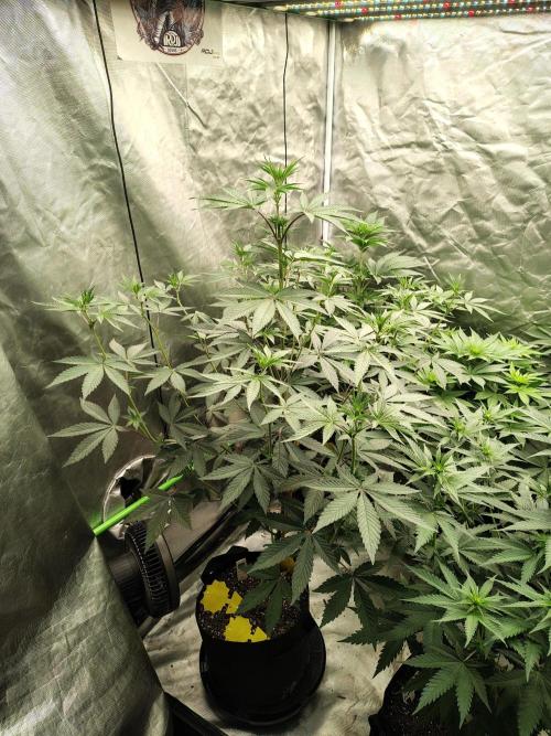 The Spice F3. Week 7