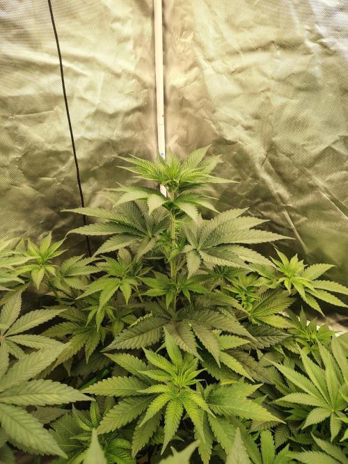 Zoap Rose. Week 7