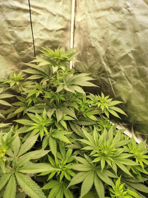 Zoap Rose. Week 7