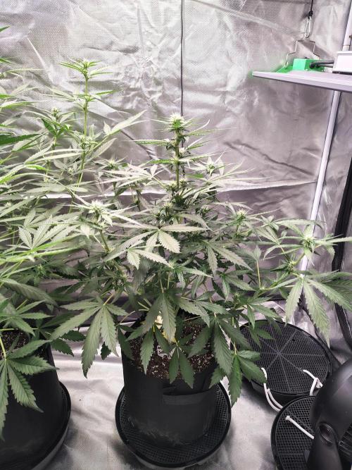 Son of a Mich. Week 5