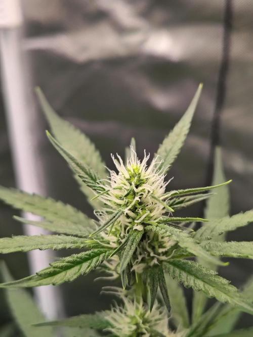 Son of a Mich. Week 5