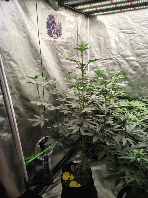 The Spice F3. Week 7